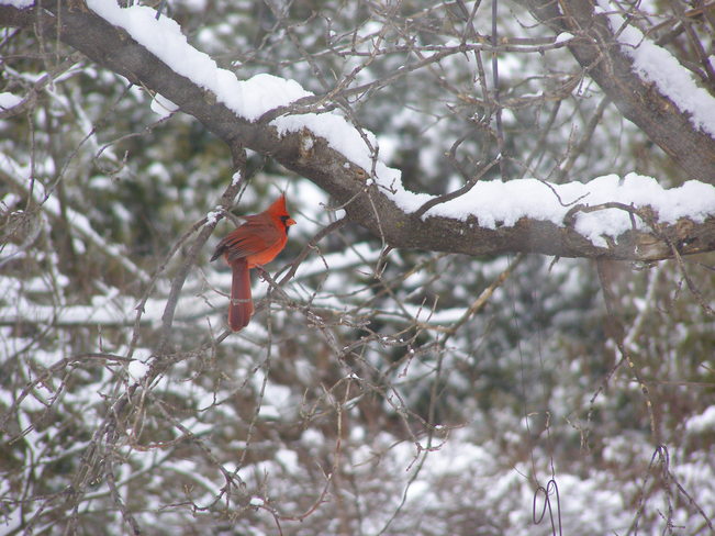 Cardinal Omemee, Ontario Canada