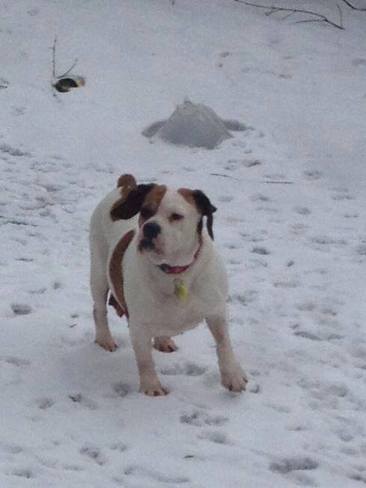 My Dog Having Fun In The Snow! Oshawa, Ontario Canada