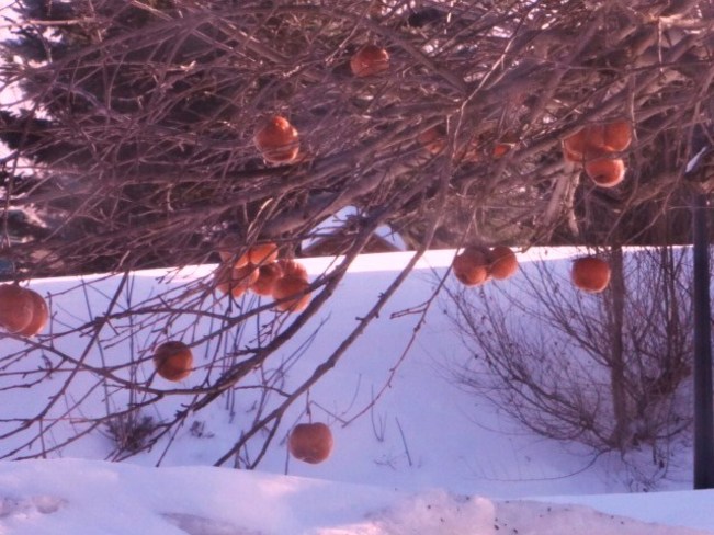 Surprise! apples in the snow! St. Andrews, Ontario Canada