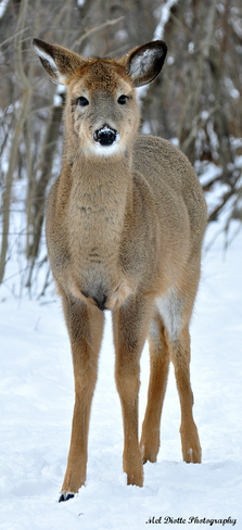 Whitetail deer in the snow Windsor, Ontario Canada