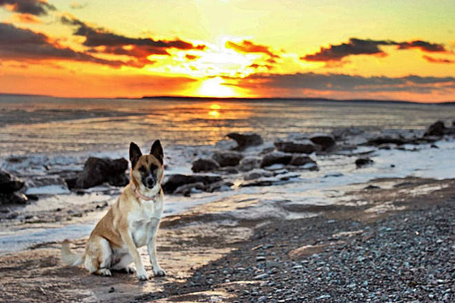 Beautiful dog meets beautiful sunset :) 