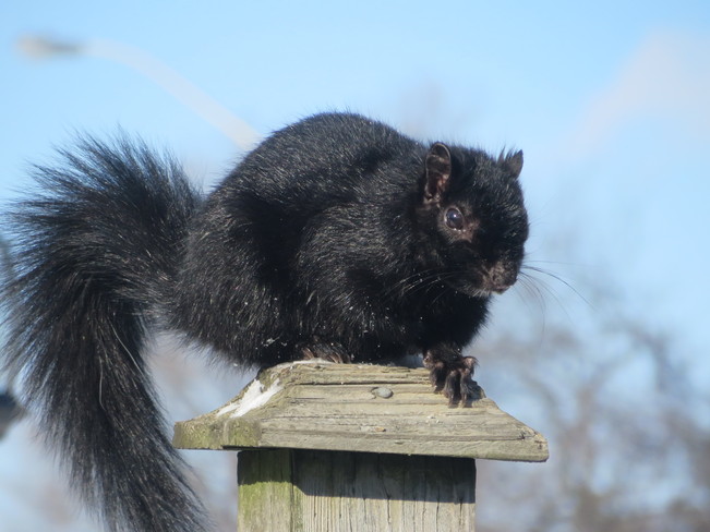 Black Squirrel looking curiously at the camera Brampton, Ontario Canada