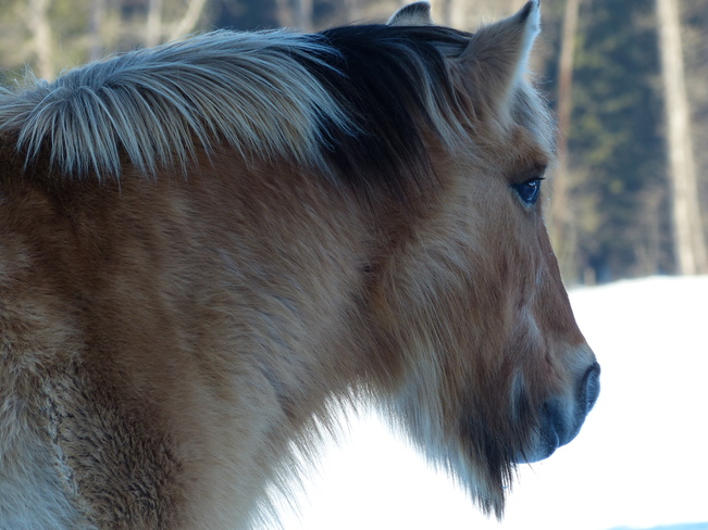 Pretty horse Grand Forks, British Columbia Canada