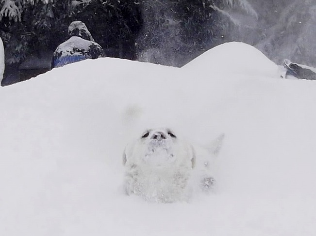 Husky's in snow MacTier, Ontario Canada
