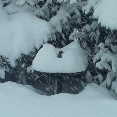 Dove in winter birdbath Belleville, Ontario Canada