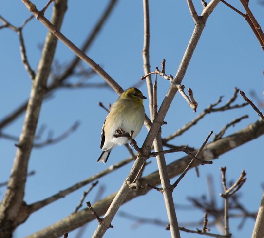 Little Yellow Birdie Sarnia, Ontario Canada