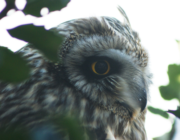 Saw-Whet owl in holly bush 