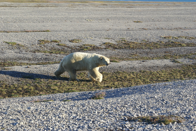 Polar bear Hall Beach, Nunavut Canada