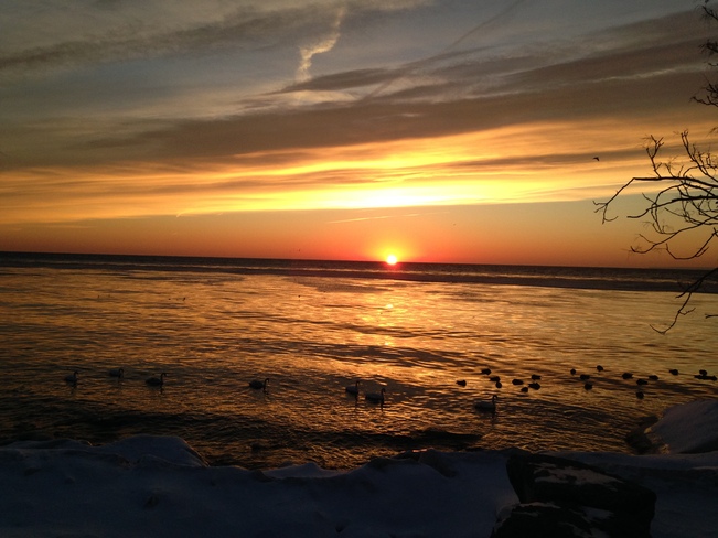 Sunrise and Swans Oakville, Ontario Canada