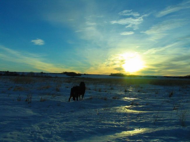Sunrise on a crisp January morning Aberdeen, Saskatchewan Canada