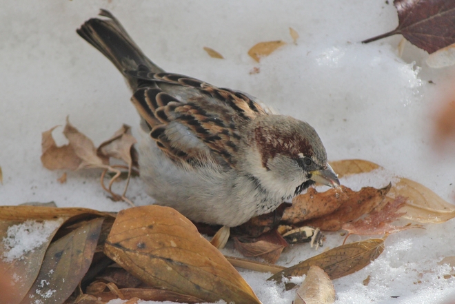 House Sparrow Vanscoy, Saskatchewan Canada