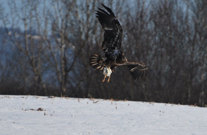 Eagle Watch 2014 New Minas, Nova Scotia Canada