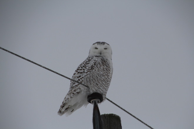 Snowy Owl Glen Allan, Ontario Canada