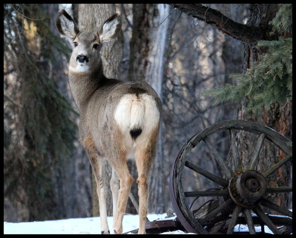 Deer Wetaskiwin, Alberta Canada