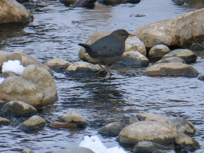 DIPPING WITH THE DIPPER Cranbrook, British Columbia Canada
