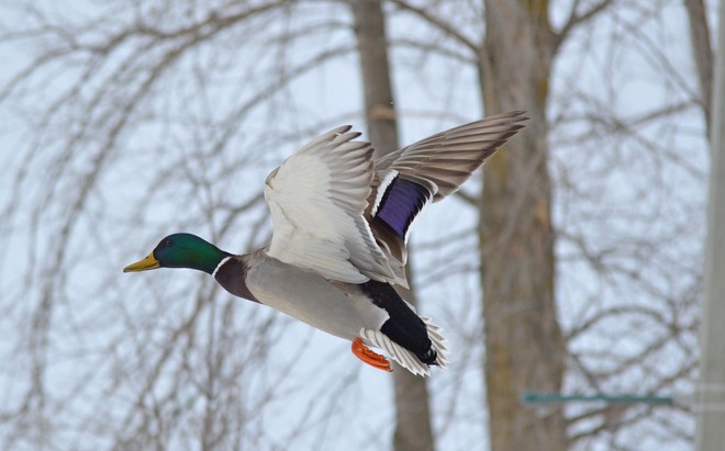 Ducks Belleville, Ontario Canada
