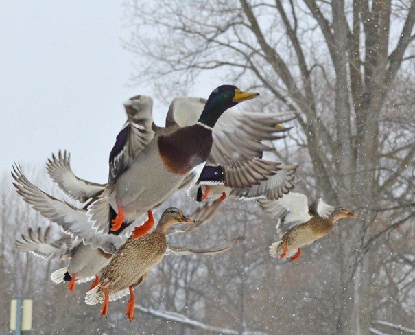 Duck Belleville, Ontario Canada