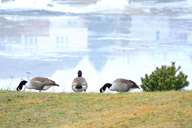 geese on my lawn 