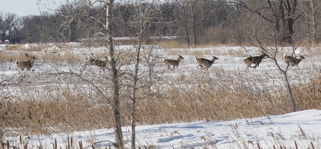 deer running through marsh MacDonald, Manitoba Canada