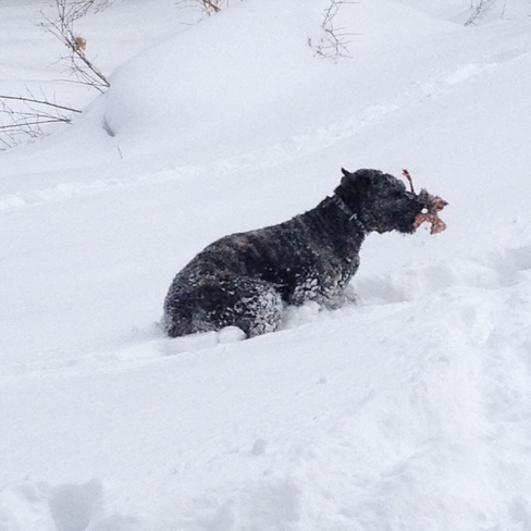 Louie going where no dog has gone before Gravenhurst, Ontario Canada