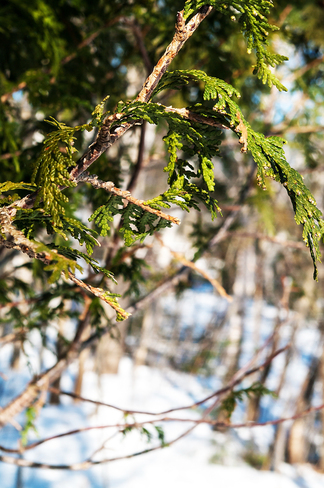 Cedar in the winter Fredericton, New Brunswick Canada