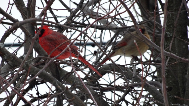 Cardinals Kingston, Ontario Canada