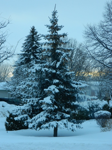 Snow on tree Bradford West Gwillimbury, Ontario Canada