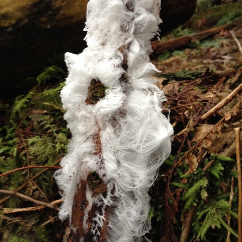 frost hair Mission, British Columbia Canada