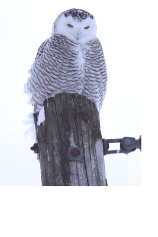 Snowy Owl Ottawa, Ontario Canada