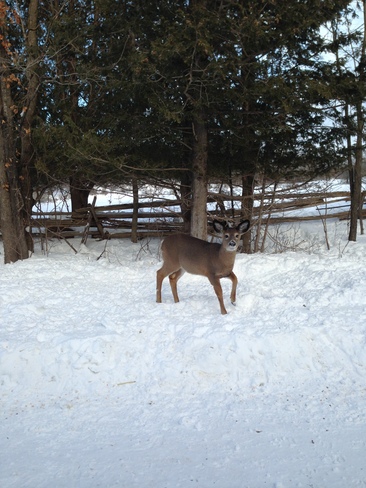 Deer just watching Napanee, Ontario Canada