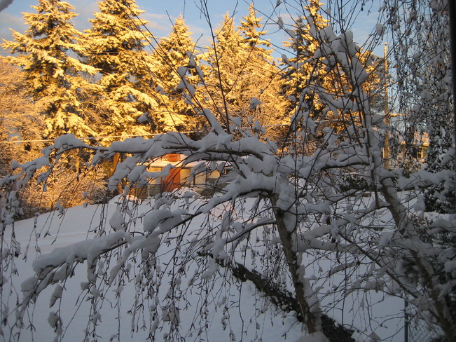 Surprise Snow Nanaimo, British Columbia Canada