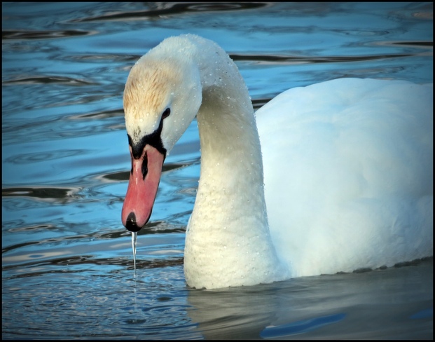 Swans in Gravelly Bay Port Colborne, Ontario Canada
