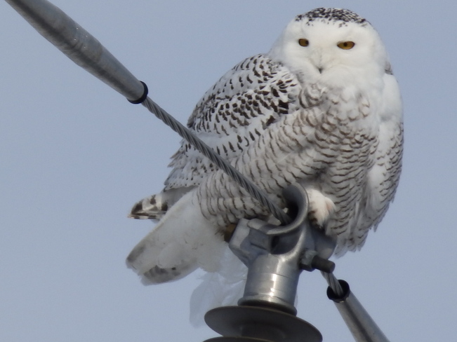 Snowy Owl Chesterville, Ontario Canada