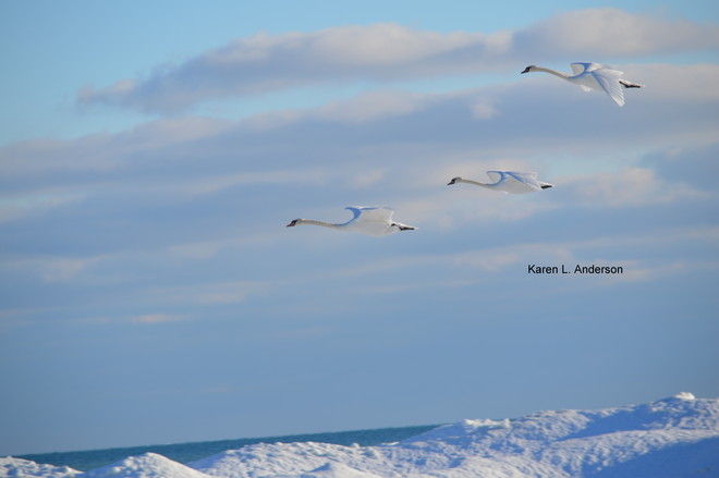 Ice blue Mute Swans Brighton, Ontario Canada
