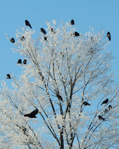 Holy Crows! Beachburg, Ontario Canada