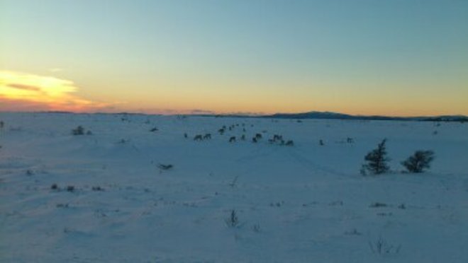 Caribou on the marsh enjoying a beautiful sunset Stephenville, Newfoundland and Labrador Canada