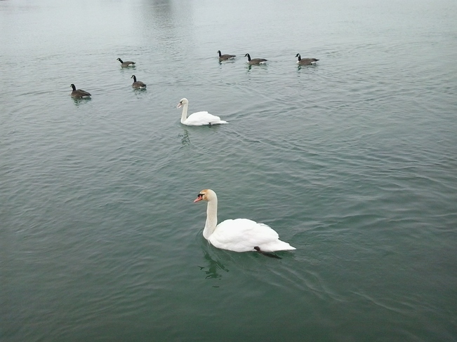 Swan's Port Dalhousie Today!! Port Dalhousie, Ontario Canada