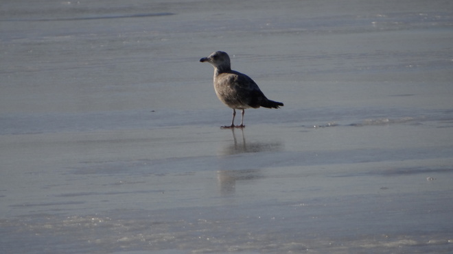 seagull on the ice Saint John, New Brunswick Canada