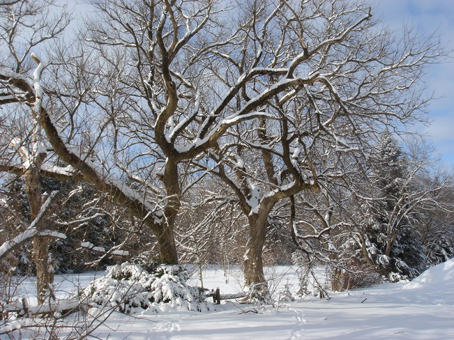 A beautiful winter King City, Ontario Canada
