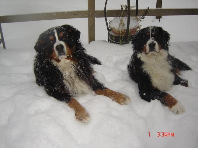 Remington and Quincy love the snow! Brighton, Ontario Canada