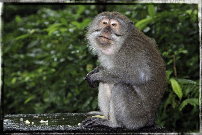 Macaque monkey Ubud, Bali Indonesia