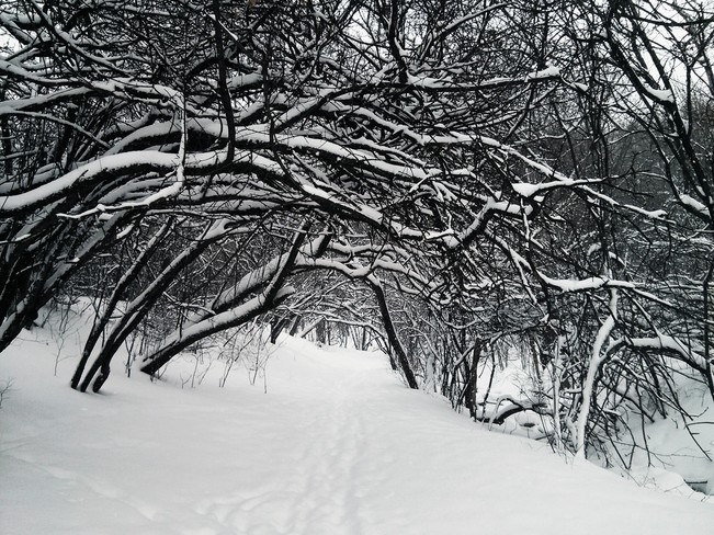Winter's Trail Hamilton, Ontario Canada