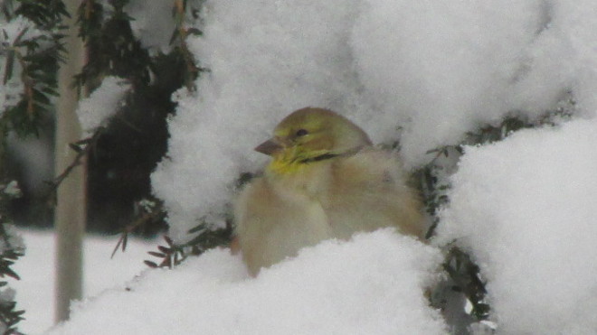 goldfinch Berwick, Nova Scotia Canada