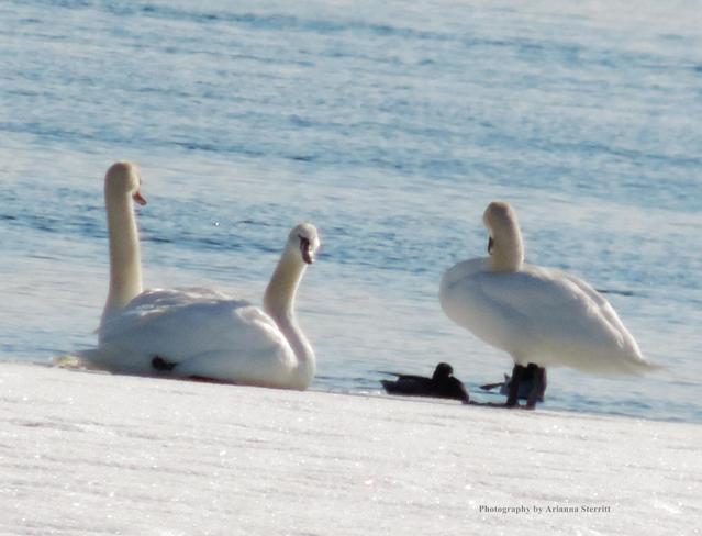 Swans on the 1000 Islands Brockville, Ontario Canada
