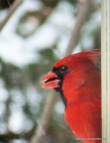 Mr.Cardinal on neighborhood waTCH Ottawa, Ontario Canada