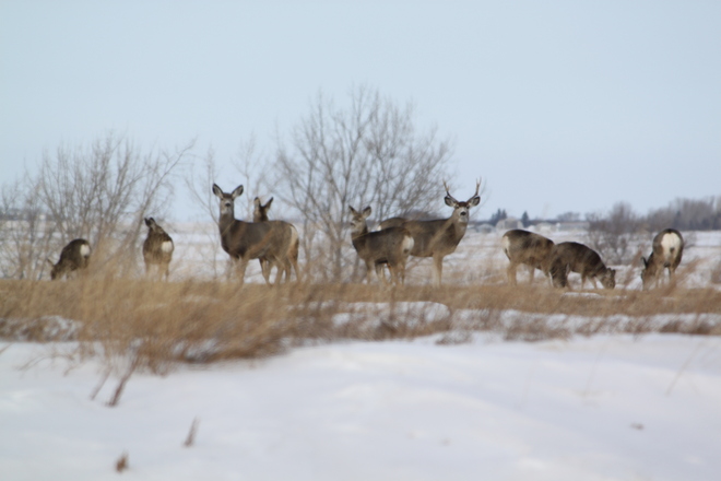 Curious Mule deer Imperial, Saskatchewan Canada