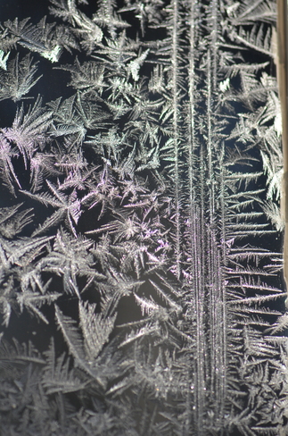 Frost art looks like Christmas Calgary, Alberta Canada