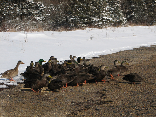 Mallards Outnumbered by American Black Ducks Chester, Nova Scotia Canada