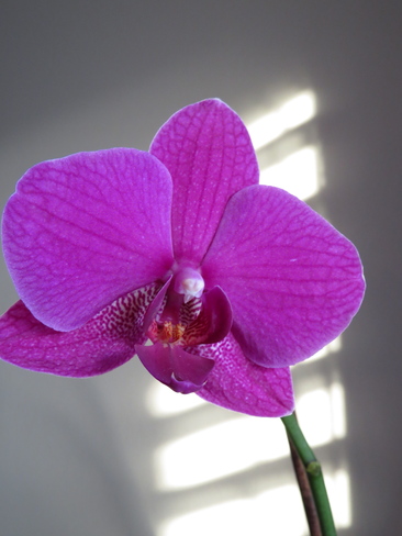 Nana's Orchid! Mississauga, Ontario Canada