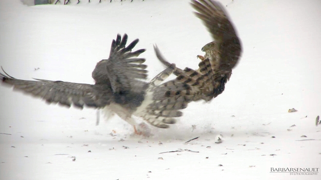 Cooper's Hawk vs Northern Harrier Tilbury, Ontario Canada